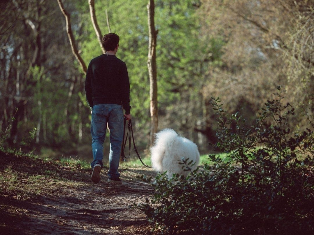 Person går rolig på skogssti med en stor, hvit hund i bånd
